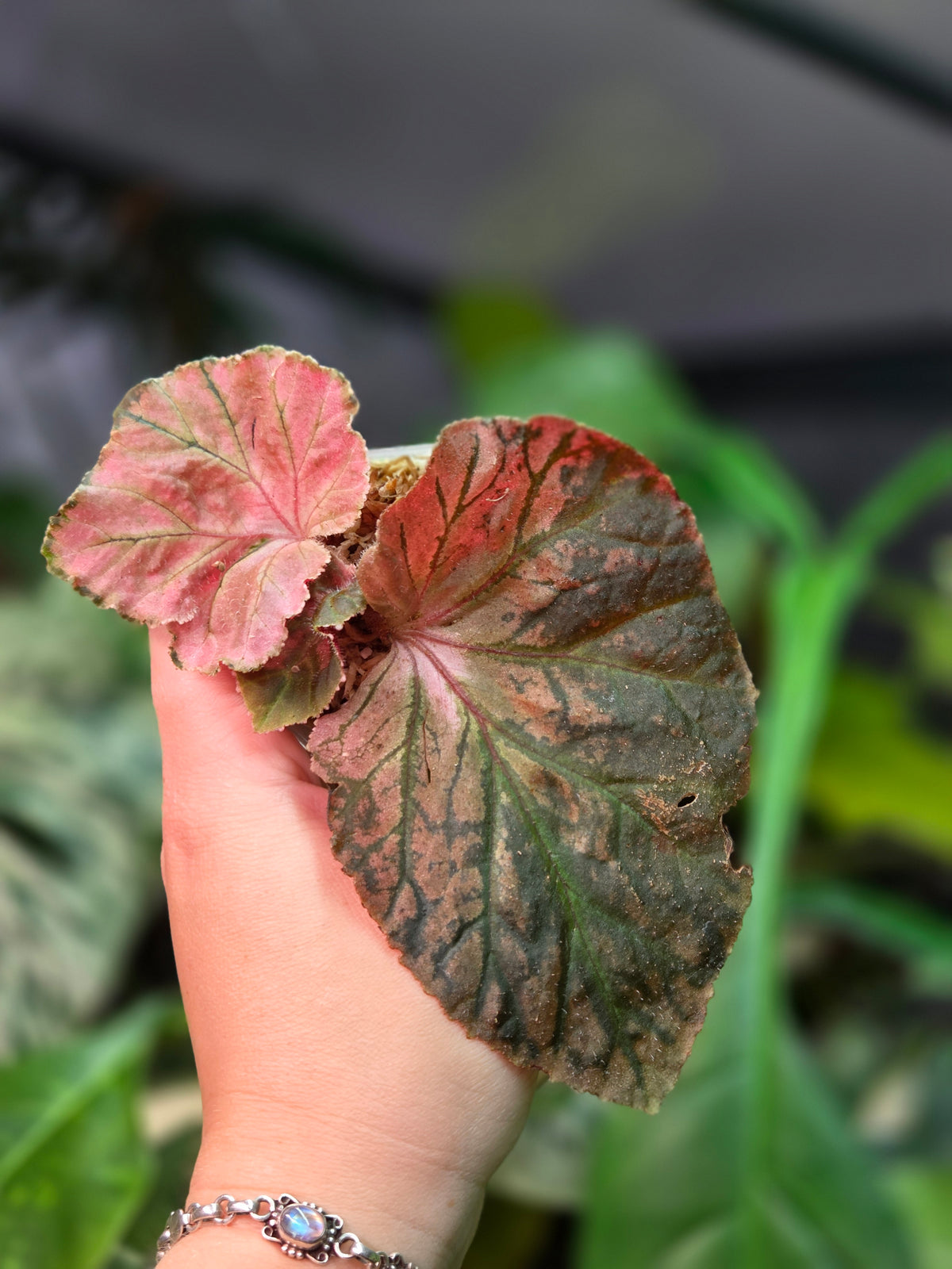 Begonia Midnight Sun Variegata