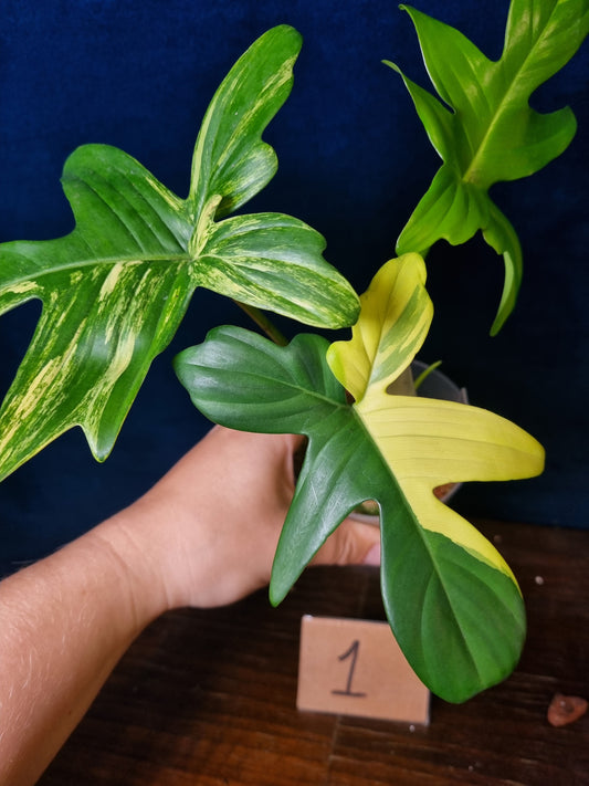 Philodendron Pedatum Variegata
