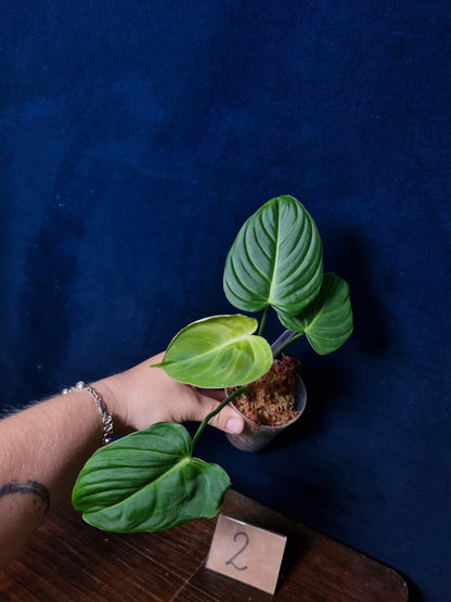 Philodendron Glorious