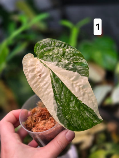 Amydrium Medium Variegata Small