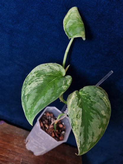 Scindapsus Silver Knight Variegata