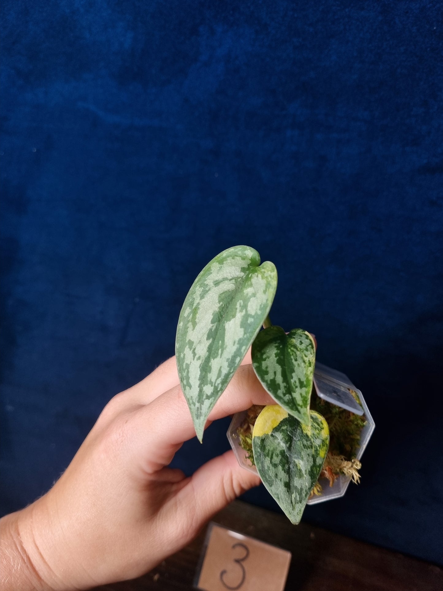 Scindapsus Apolaki