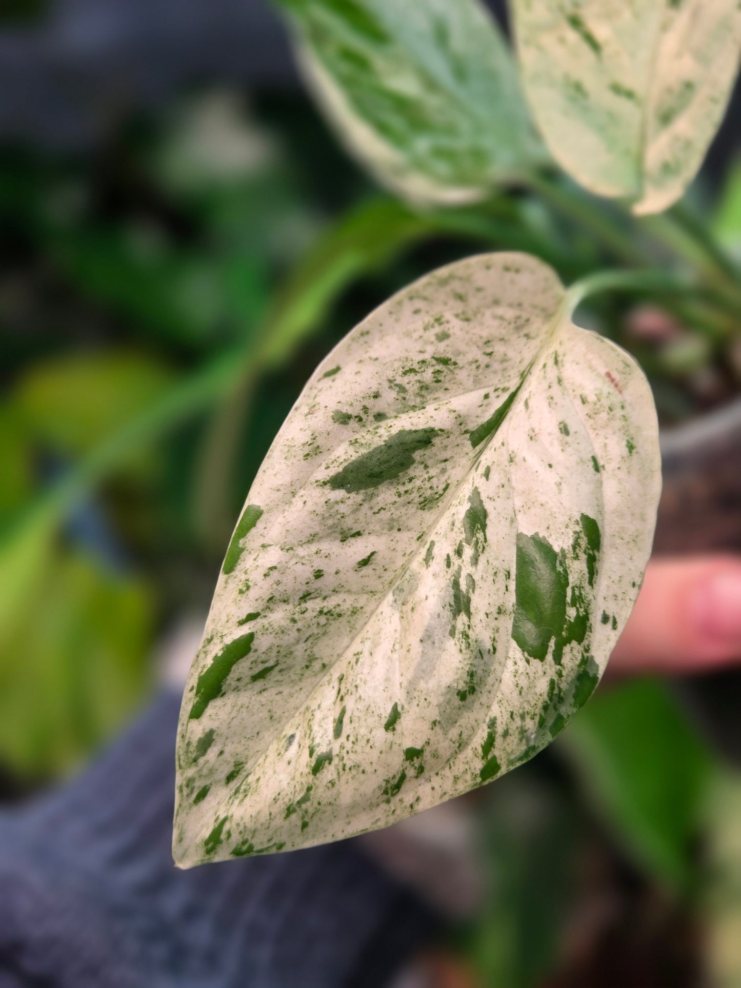 Epipremnum Pinnatum Marble