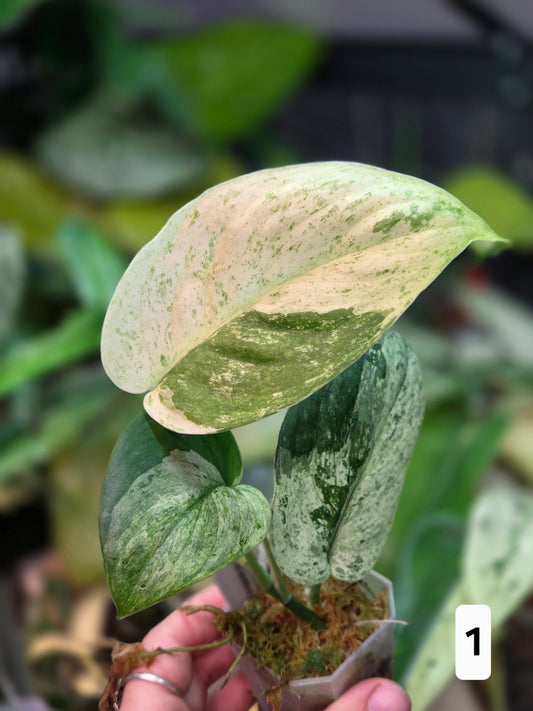 Scindapsus Jade Satin Marble Queen - Medium