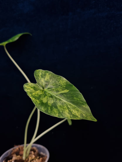 Alocasia Gageana Odora Aurea Small