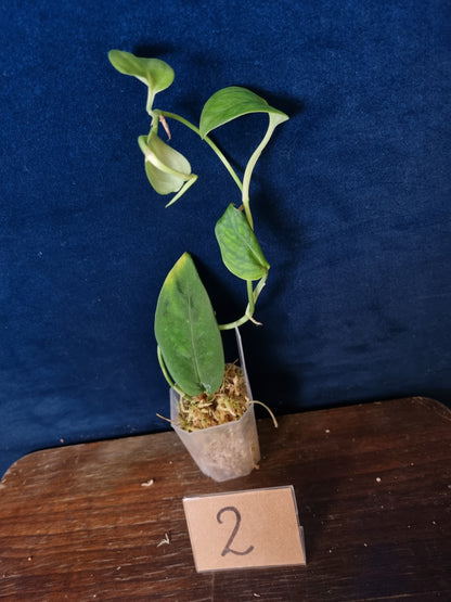 Monstera NO ID Velvet 'theplantaccount'
