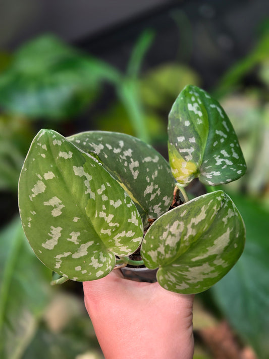 Scindapsus Sentarum - Medium