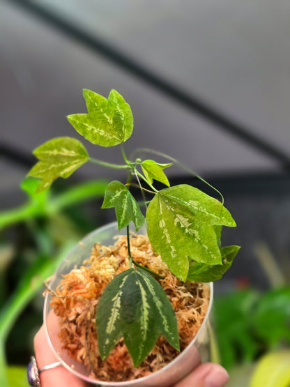 Passiflora Trifasciata