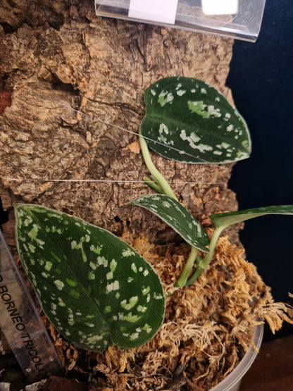 Scindapsus Sp Borneo/ Tricolor on Cork