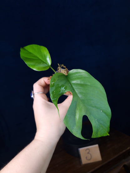 Rhaphidophora Tetrasperma Aurea Small