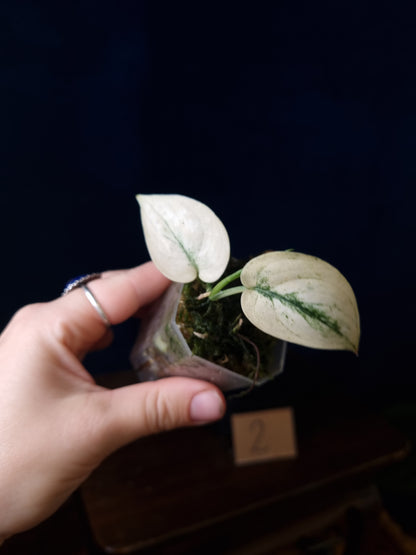 Scindapsus Mayari Mint