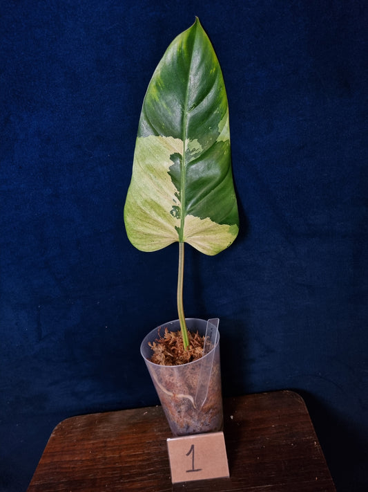 Philodendron Whipple Way Marble/Mint Leaf Cuttings