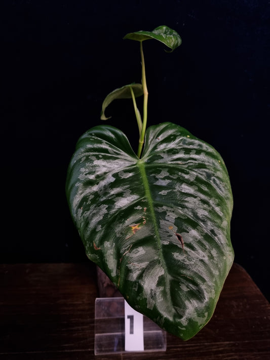 Philodendron Brandtianum Wild Form