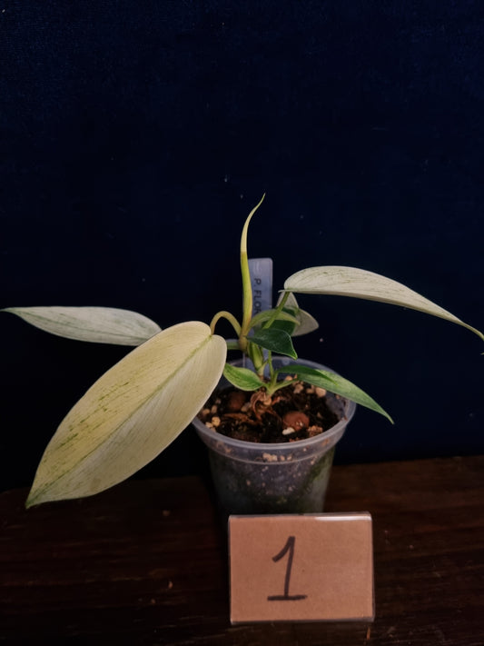 Philodendron Florida Ghost Small