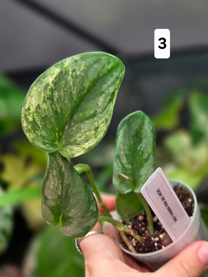 Scindapsus Silver Knight Variegata
