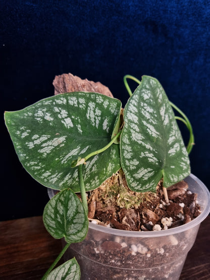 Monstera Dubia