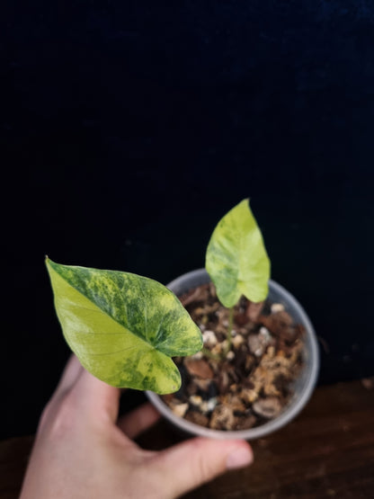 Alocasia Gageana Odora Aurea Small