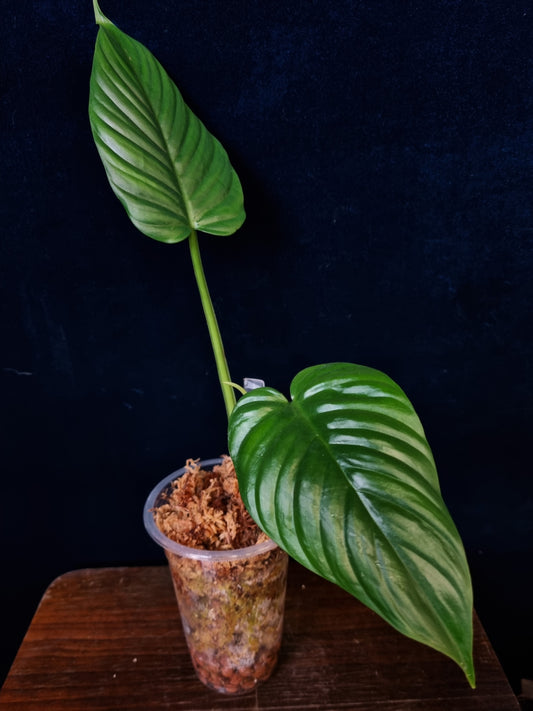 Philodendron Ernestii