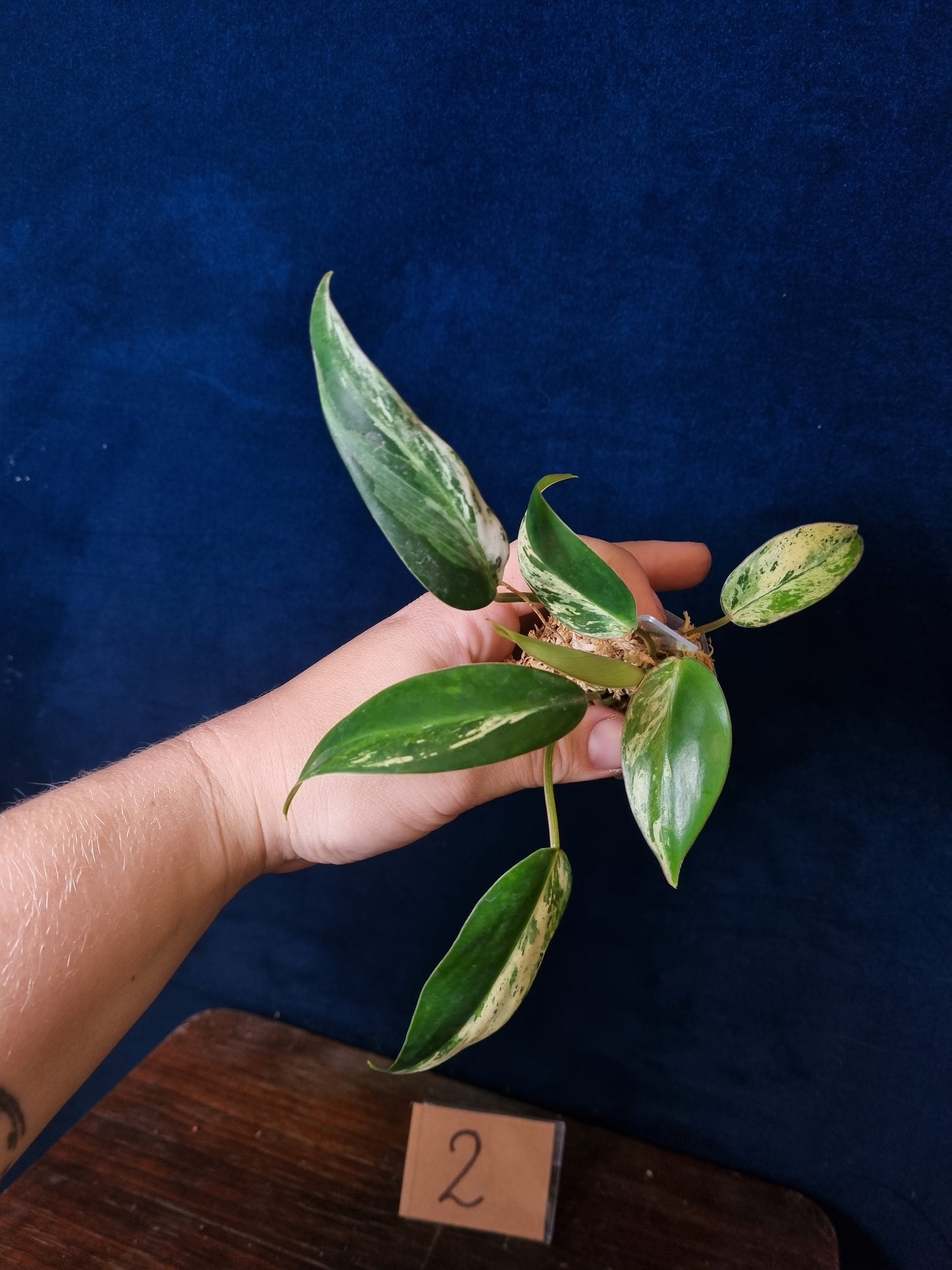 Philodendron Emerald Ice Small