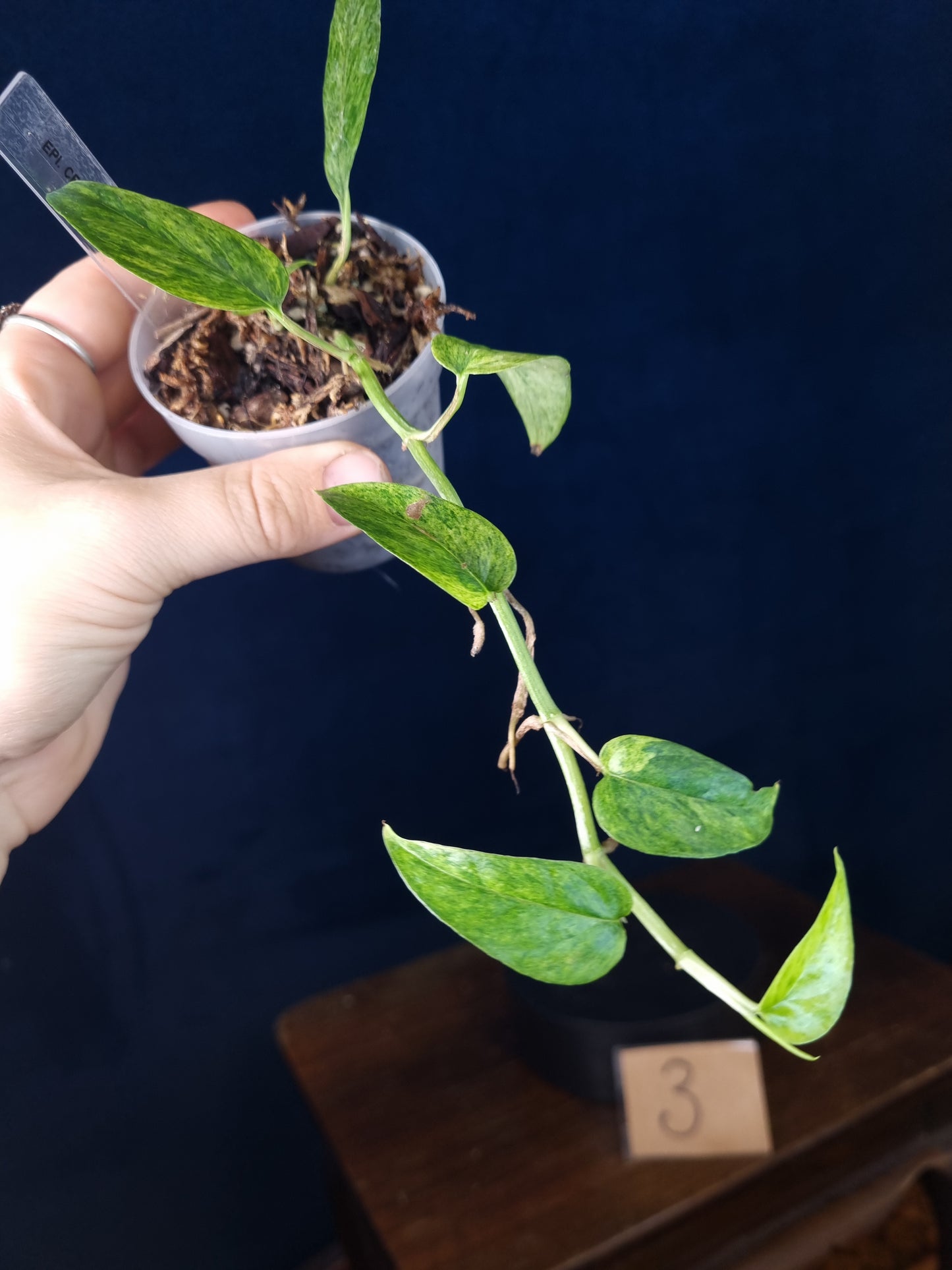 Epipremnum Cebu Blue Mint/Marble Aurea