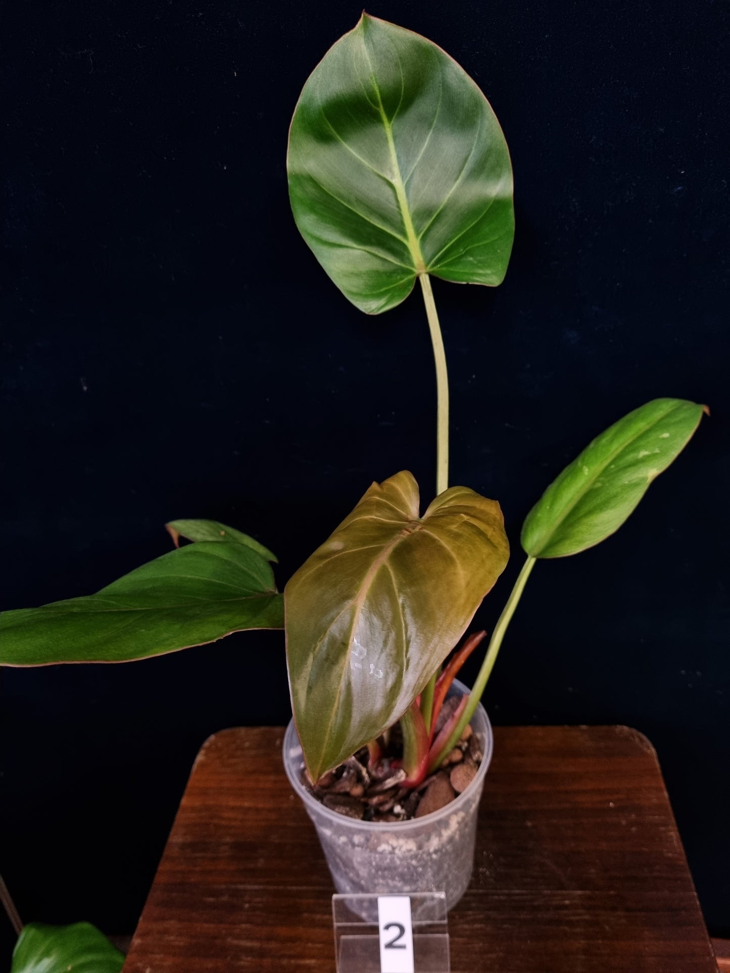 Philodendron Summer Glory