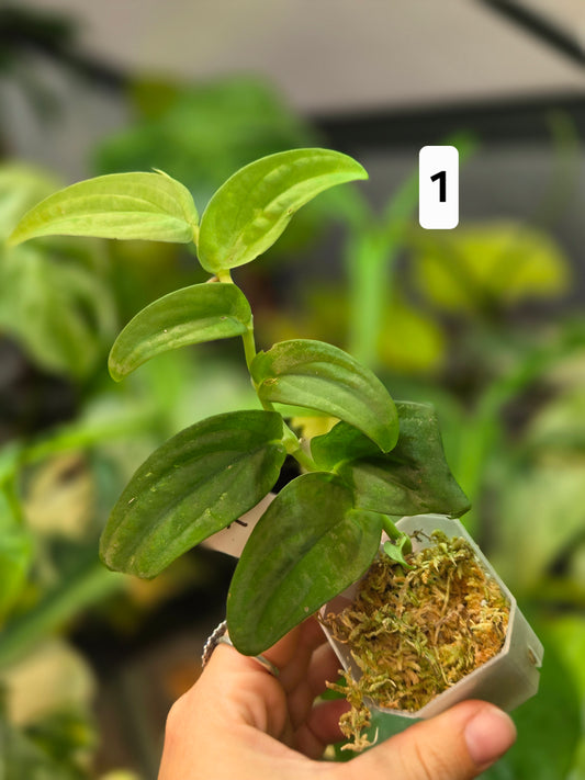 Rhaphidophora Korthalsii