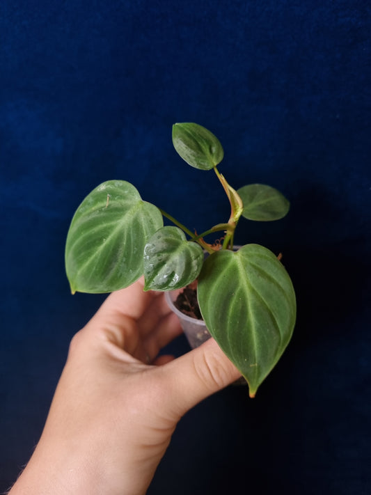 Philodendron El Choco Red