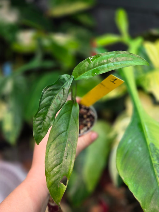 Monstera Obliqua Yasuni