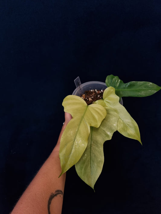 Philodendron Golden Dragon Mint Variegata