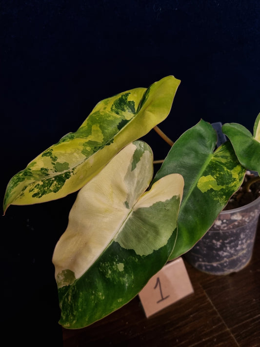 Philodendron Burle Marx Variegata