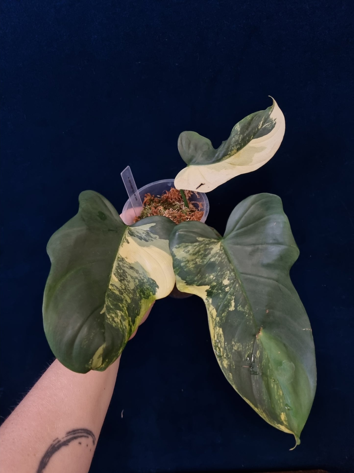 Philodendron Bipennifolium Variegata