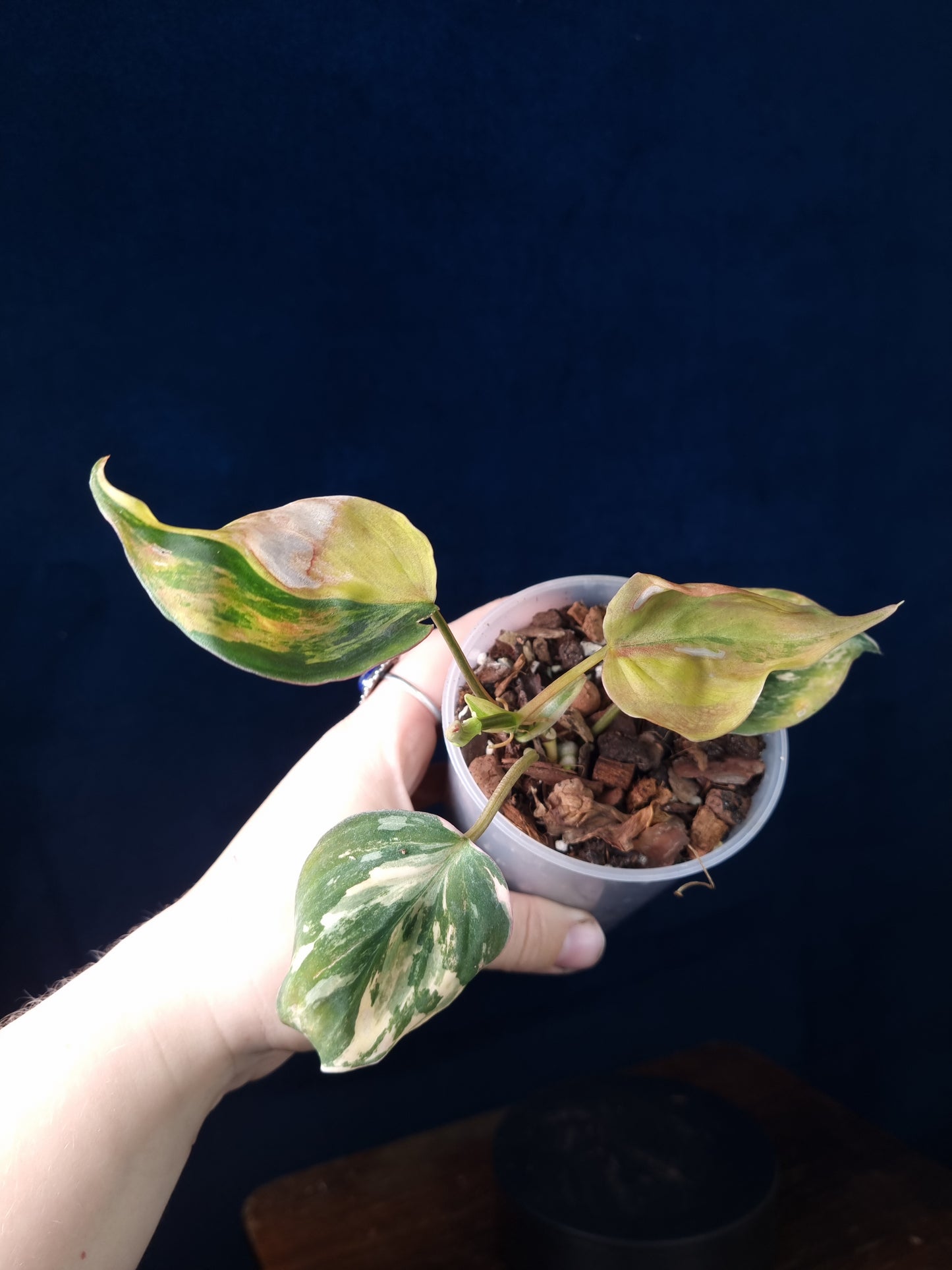 Philodendron Micans Variegata