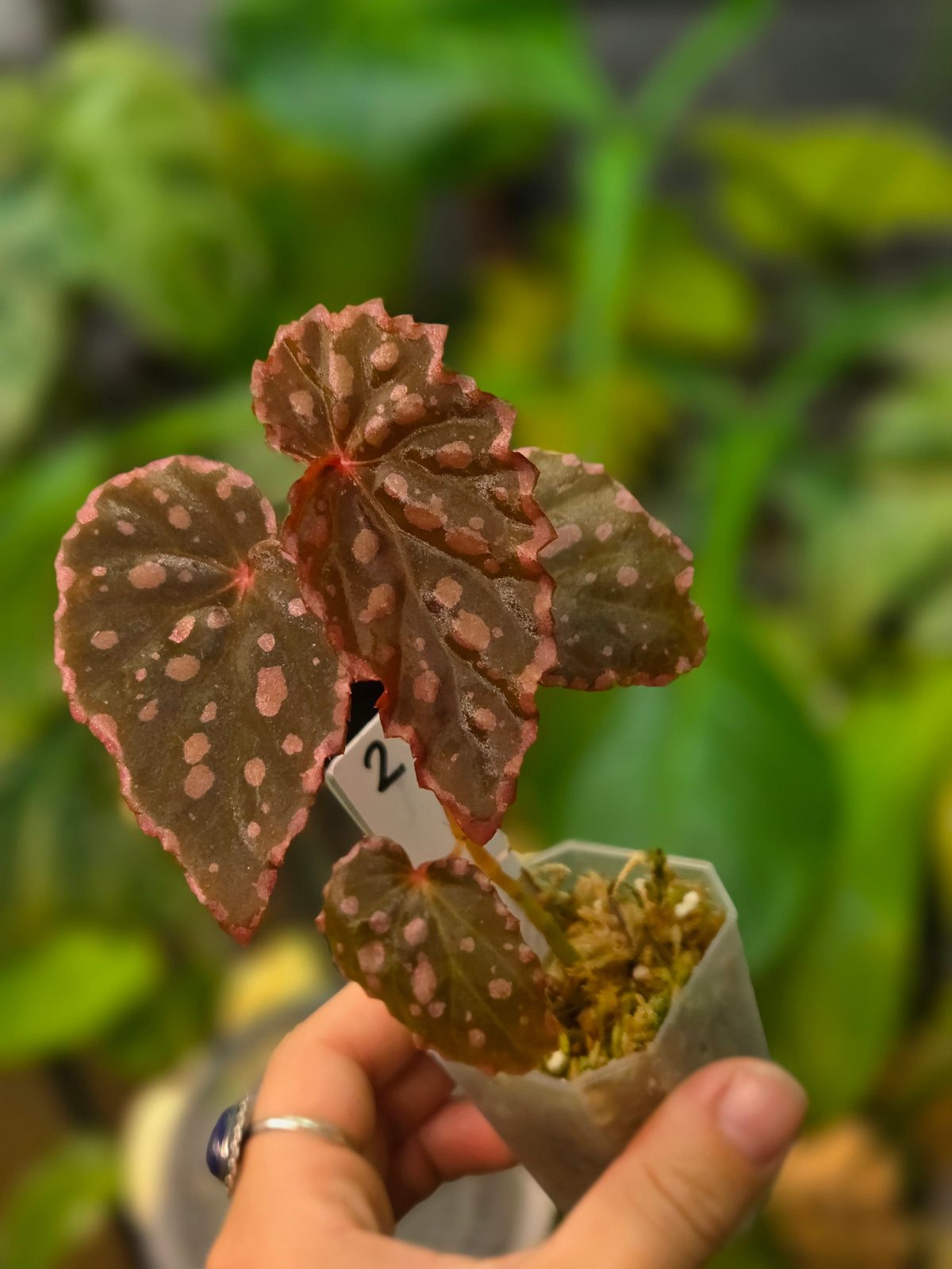 Begonia Negrosensis x Chloristicta