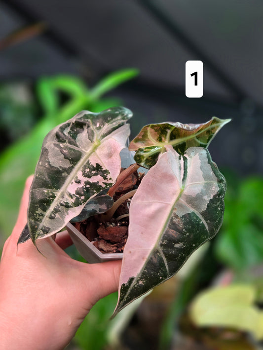 Alocasia Polly Pink