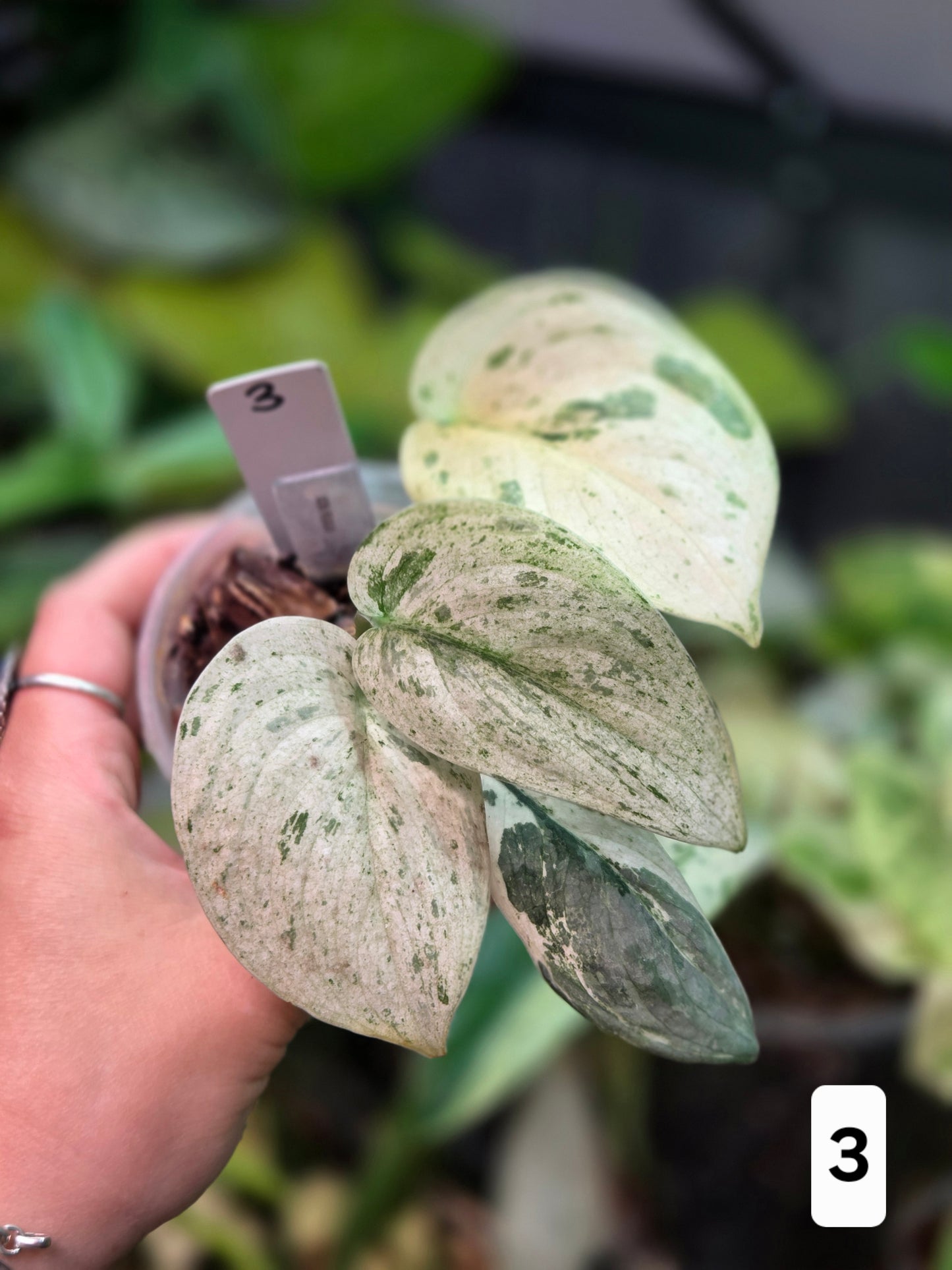 Scindapsus Peasun - Medium