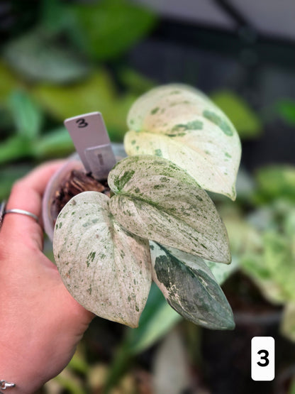 Scindapsus Peasun - Medium