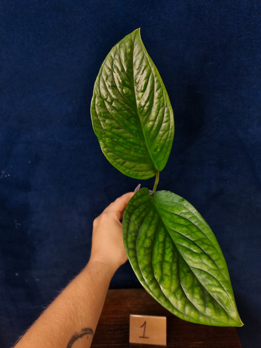 Monstera Pinnatipartita