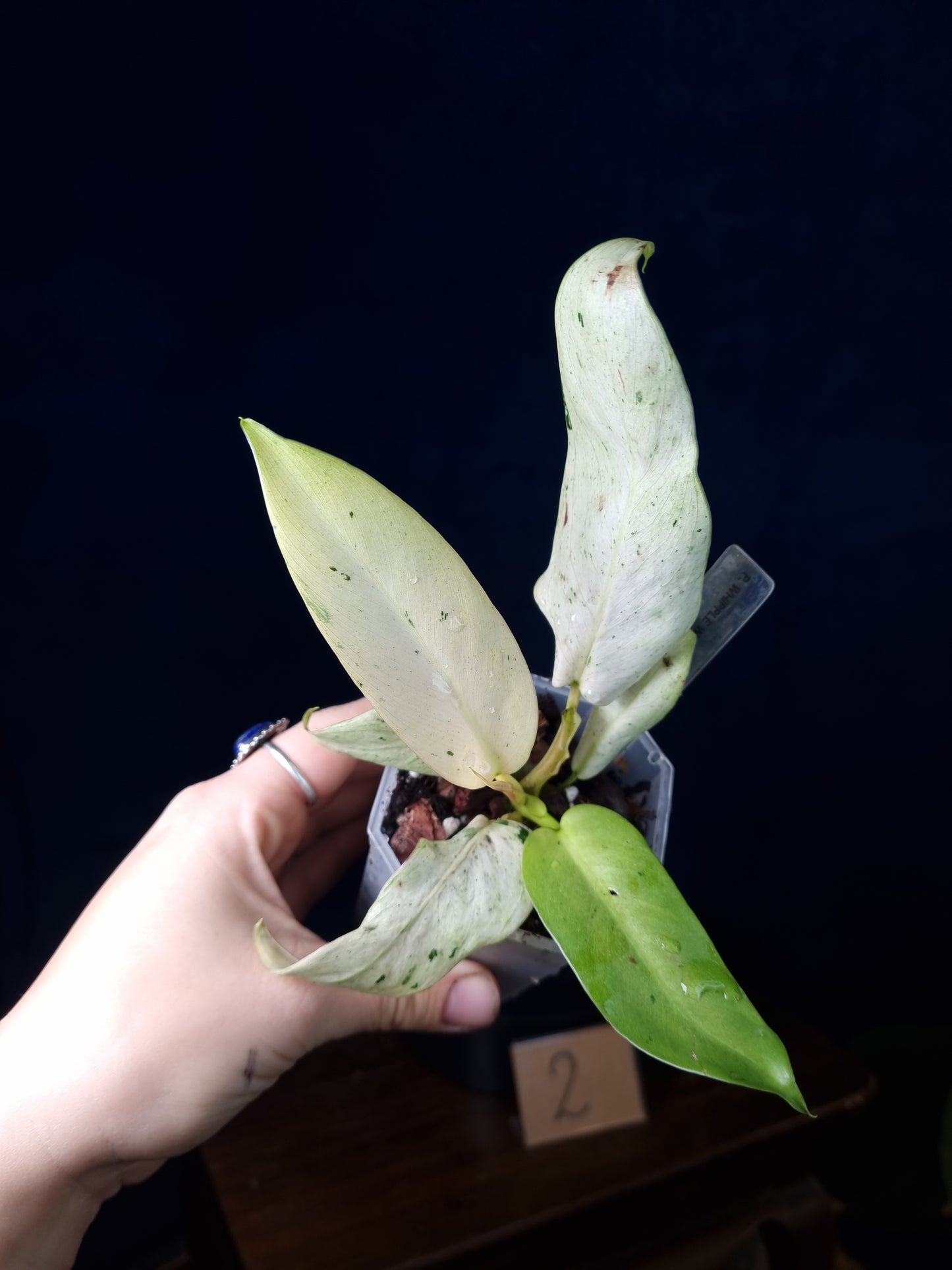 Philodendron Whipple Way Mottled