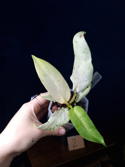 Philodendron Whipple Way Mottled