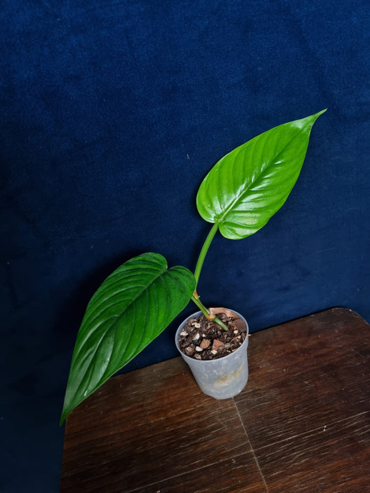 Philodendron Ernestii
