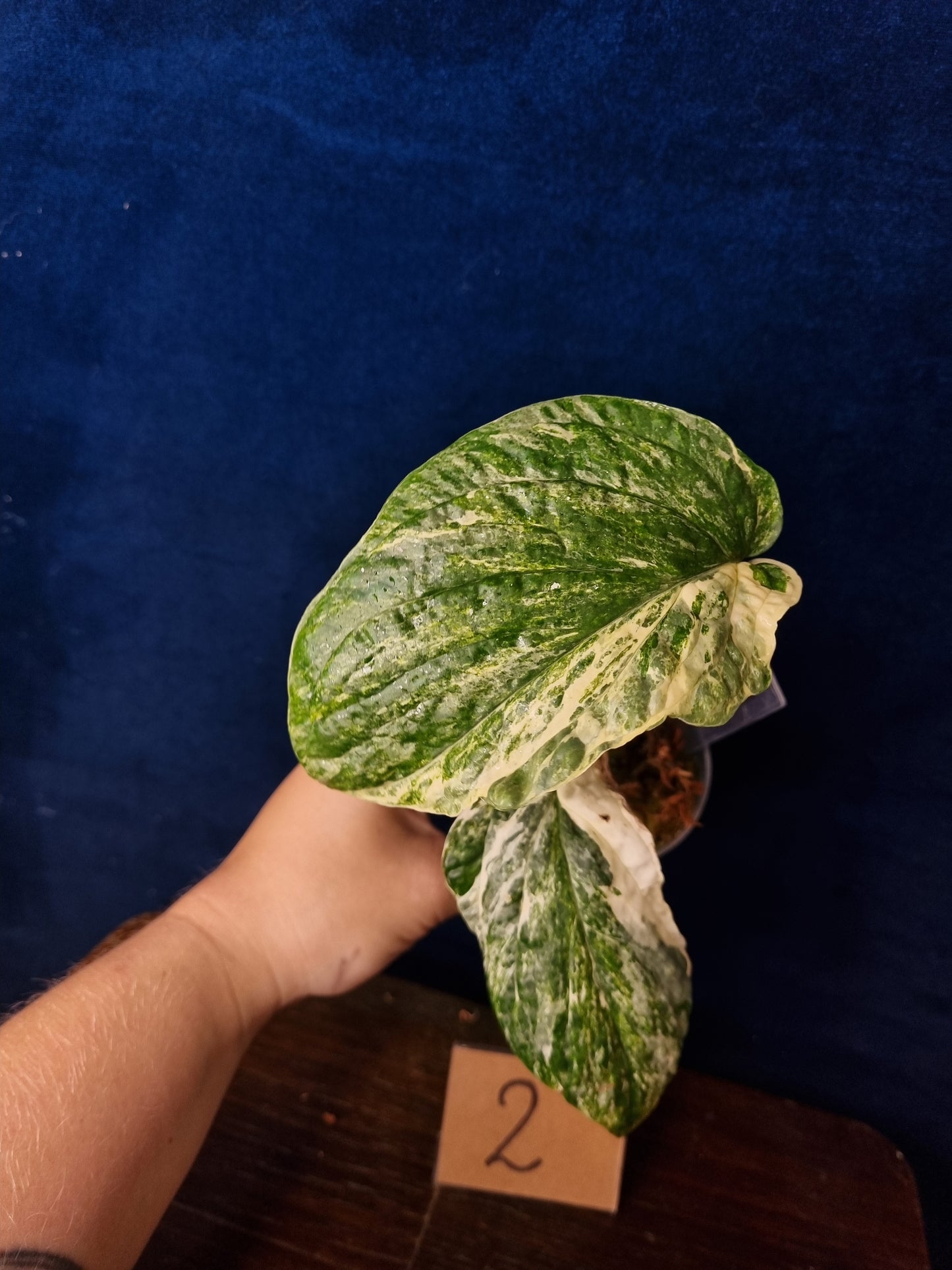 Amydrium Medium Variegata