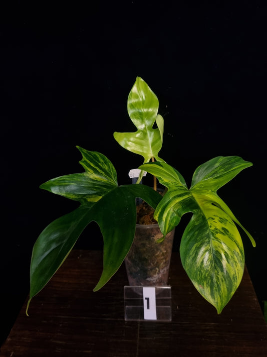 Philodendron Florida Beauty