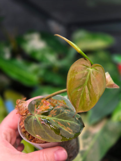 Philodendron Micans Variegata