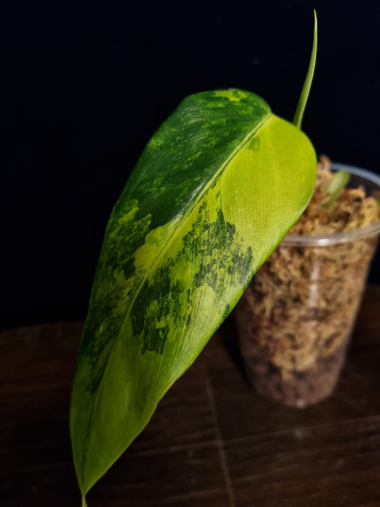 Philodendron Domesticum Variegata