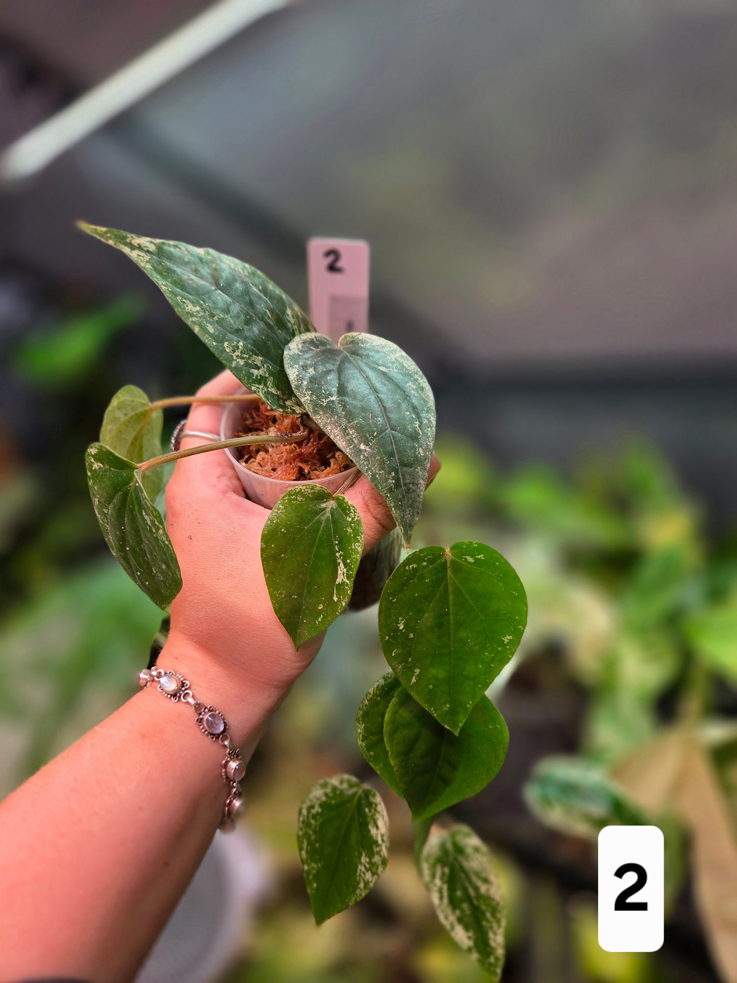 Piper Macropiper Variegata