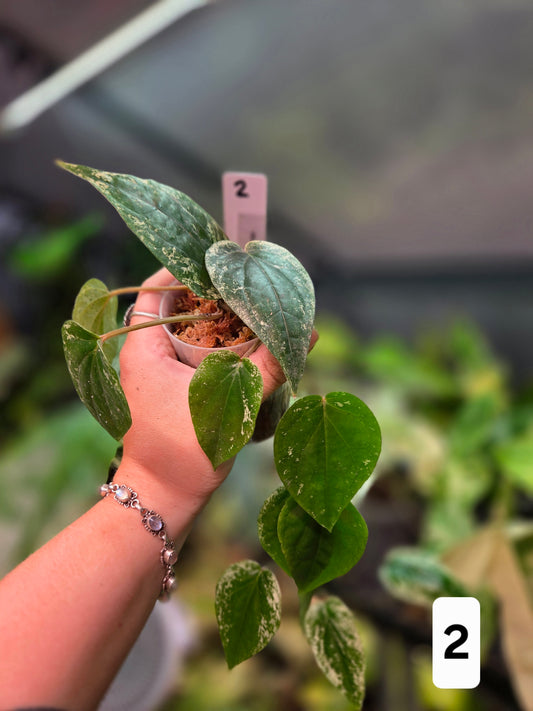 Piper Macropiper Variegata