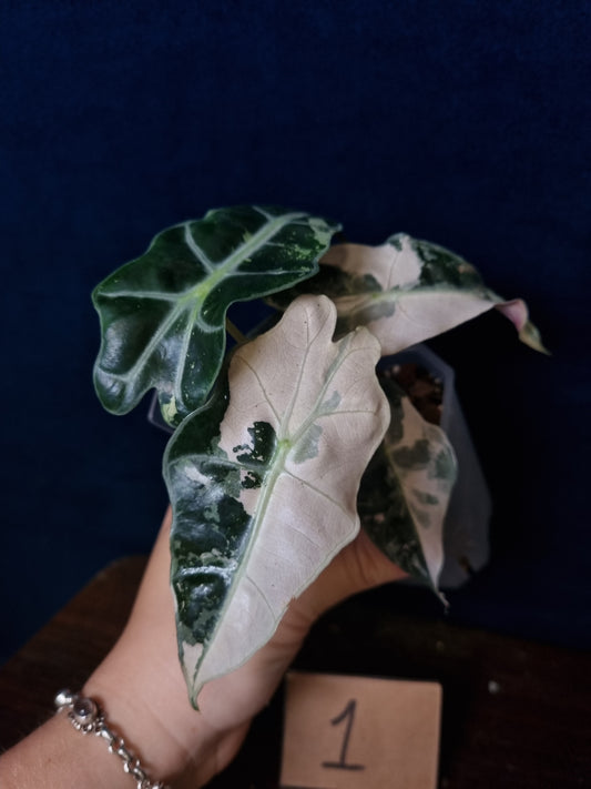 Alocasia Polly Pink