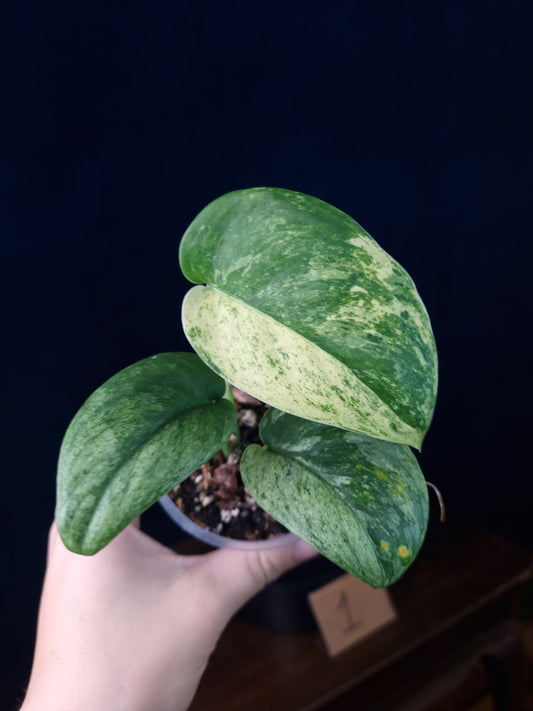 Scindapsus Jade Satin Marble Queen