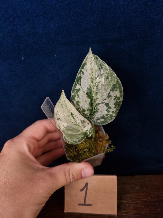Scindapsus Peasun
