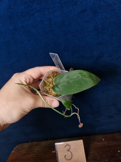 Monstera NO ID Velvet 'theplantaccount'
